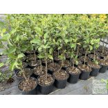 MM106 - Unterlage - Apfel