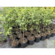 MM106 - Unterlage - Apfel