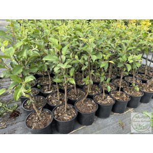 MM106 - Unterlage - Apfel