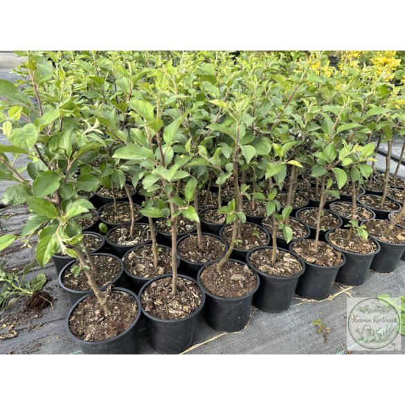 MM106 - Unterlage - Apfel