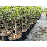 MM106 - Unterlage - Apfel