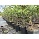 MM106 - Unterlage - Apfel