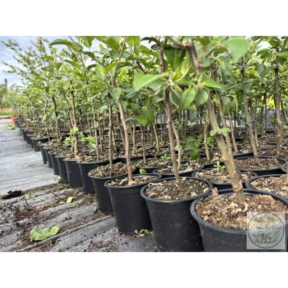 MM106 - Unterlage - Apfel