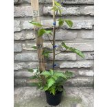 Brombeeren - "Loch ness" – Rubus