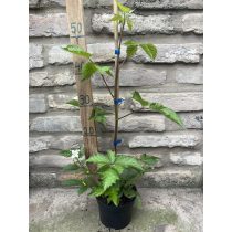 Brombeeren - "Loch ness" – Rubus