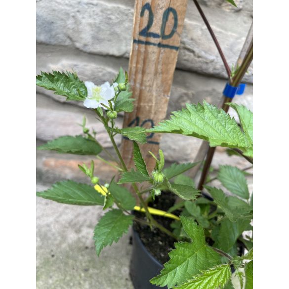 Brombeeren - "Loch ness" – Rubus