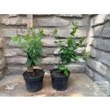 Lonicera x brownii 