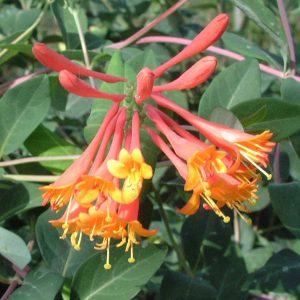 Lonicera x brownii 