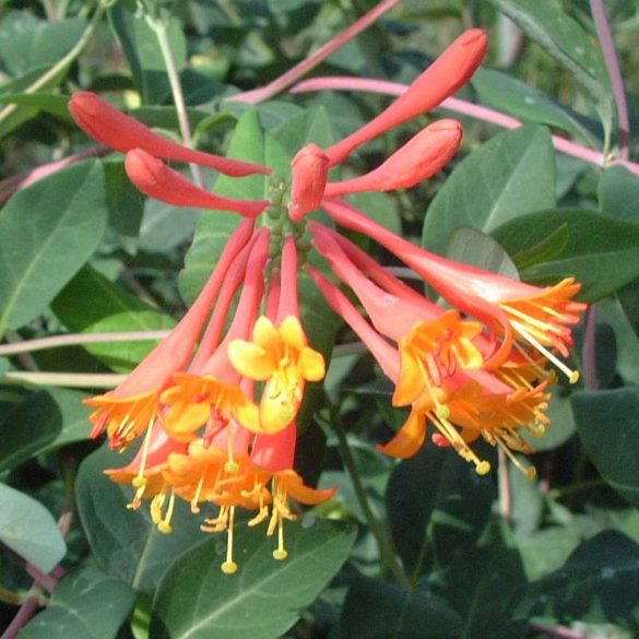 Lonicera x brownii 