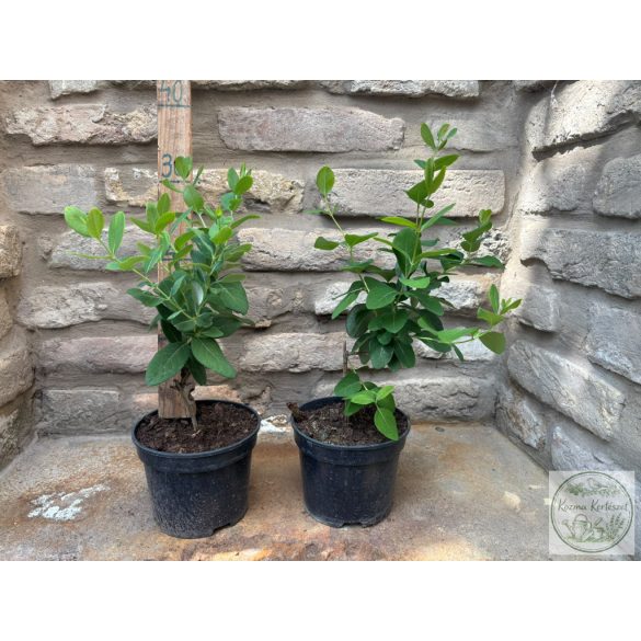 Lonicera x brownii 