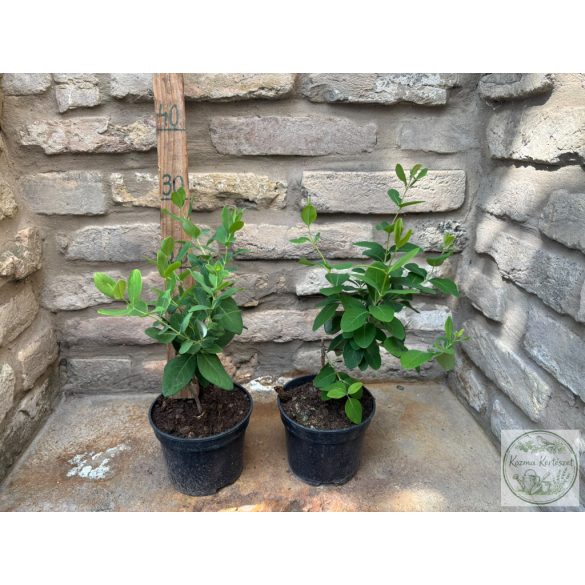 Lonicera x brownii 