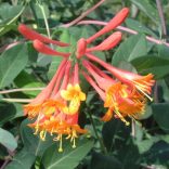 Lonicera x brownii 