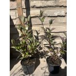 Schwarzholz-Hartriegel – Cornus alba ‘Kesselringii’