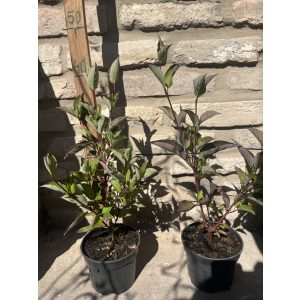 Schwarzholz-Hartriegel – Cornus alba ‘Kesselringii’