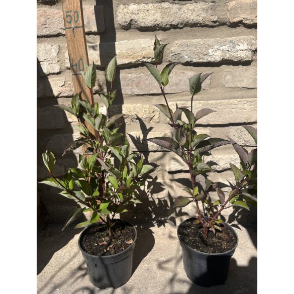 Schwarzholz-Hartriegel – Cornus alba ‘Kesselringii’