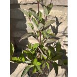 Schwarzholz-Hartriegel – Cornus alba ‘Kesselringii’