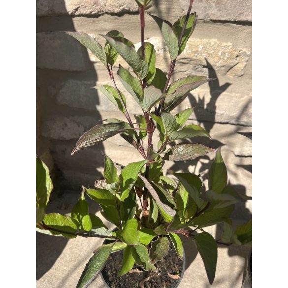 Schwarzholz-Hartriegel – Cornus alba ‘Kesselringii’