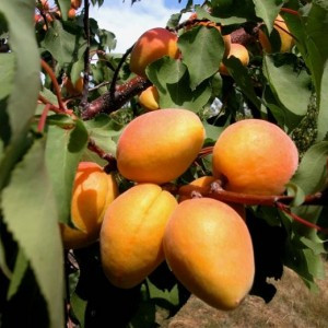 Aprikose – Marille – Mandelaprikose – Prunus armeniaca