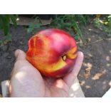Nektarine 'Andosa' – Prunus persica var. nucipersica – im Container