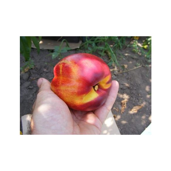 Nektarine 'Andosa' – Prunus persica var. nucipersica – im Container