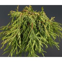 Thuja plicata 'Kagers Beauty'