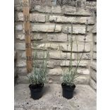 Lavandula x intermedia 'Grappenhall' - lila Lavendel 