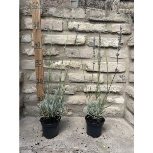 Lavandula x intermedia 'Grappenhall' - lila Lavendel 