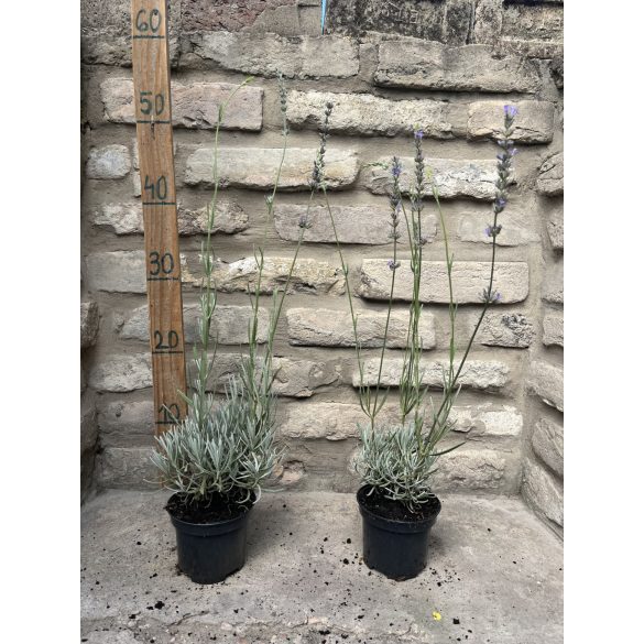 Lavandula x intermedia 'Grappenhall' - lila Lavendel 