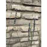 Lavandula x intermedia 'Grappenhall' - lila Lavendel 