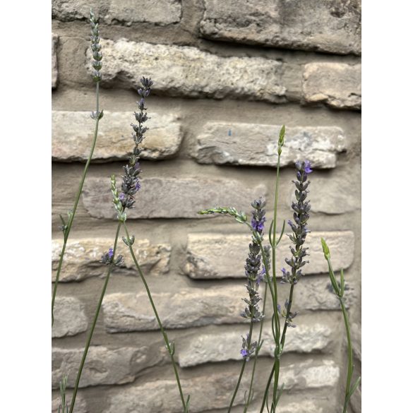 Lavandula x intermedia 'Grappenhall' - lila Lavendel 