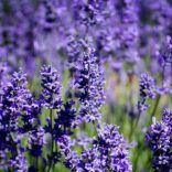 Lavandula x intermedia 'Grappenhall' - lila Lavendel 