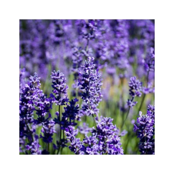 Lavandula x intermedia 'Grappenhall' - lila Lavendel 