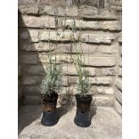 Lavandula x intermedia 'Grappenhall' - lila Lavendel 