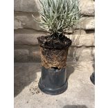 Lavandula x intermedia 'Grappenhall' - lila Lavendel 