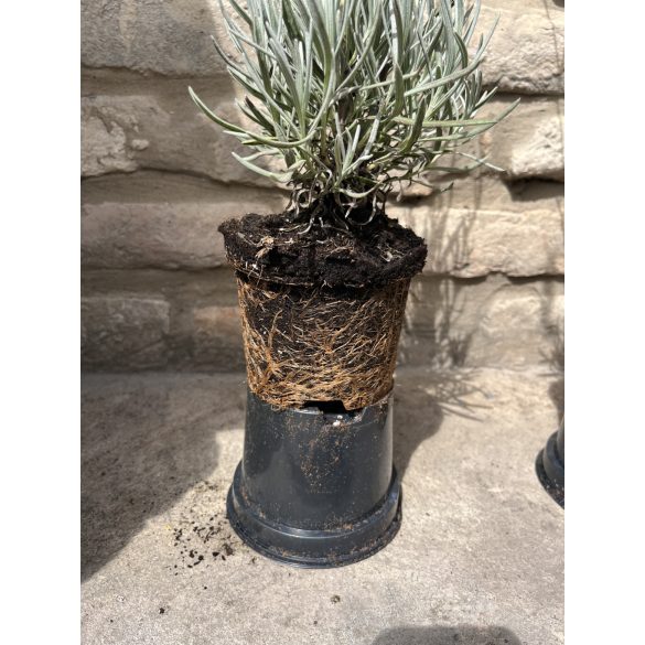 Lavandula x intermedia 'Grappenhall' - lila Lavendel 