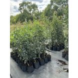 Winterbirne – Packhams Triumph – Pyrus