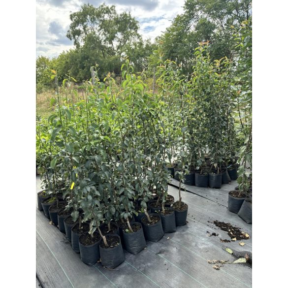 Winterbirne – Packhams Triumph – Pyrus