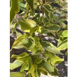 Stamm Cornus alba „Gouchaltii” Hartriegel