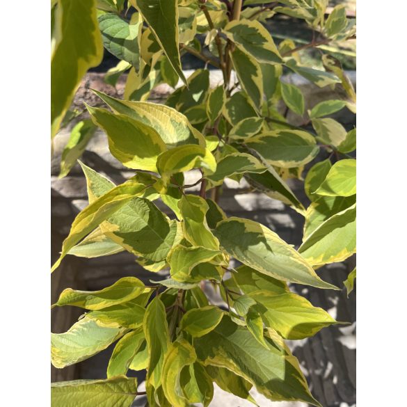 Stamm Cornus alba „Gouchaltii” Hartriegel