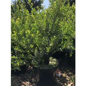 Ilex crenata - kleinblättrige Stechpalme