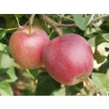 Sommer Apfel – Summered – Malus