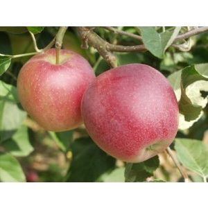 Sommer Apfel – Summered – Malus