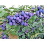 Zwetschke, Pflaume – Cacanska Rodna – Prunus domestica