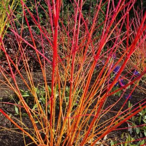 Cornus sanguinea 'Anny's Winter Orange' 