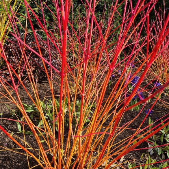 Cornus sanguinea 'Anny's Winter Orange' 