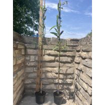 Trauerweide – Salix alba ‘Tristis’ 