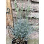 Blauschwingel (Festuca glauca) – Ziergras