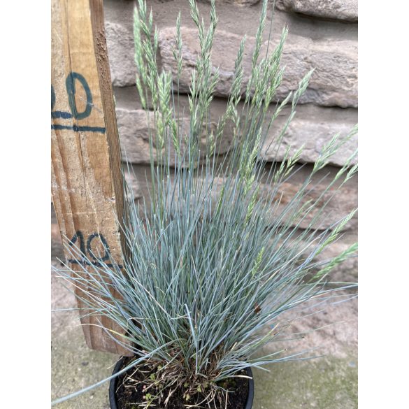 Blauschwingel (Festuca glauca) – Ziergras
