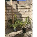 Lonicera nitida 'Maigrün' 