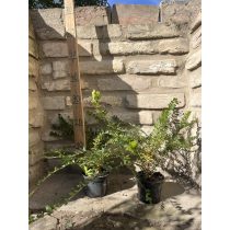 Lonicera nitida 'Maigrün' 